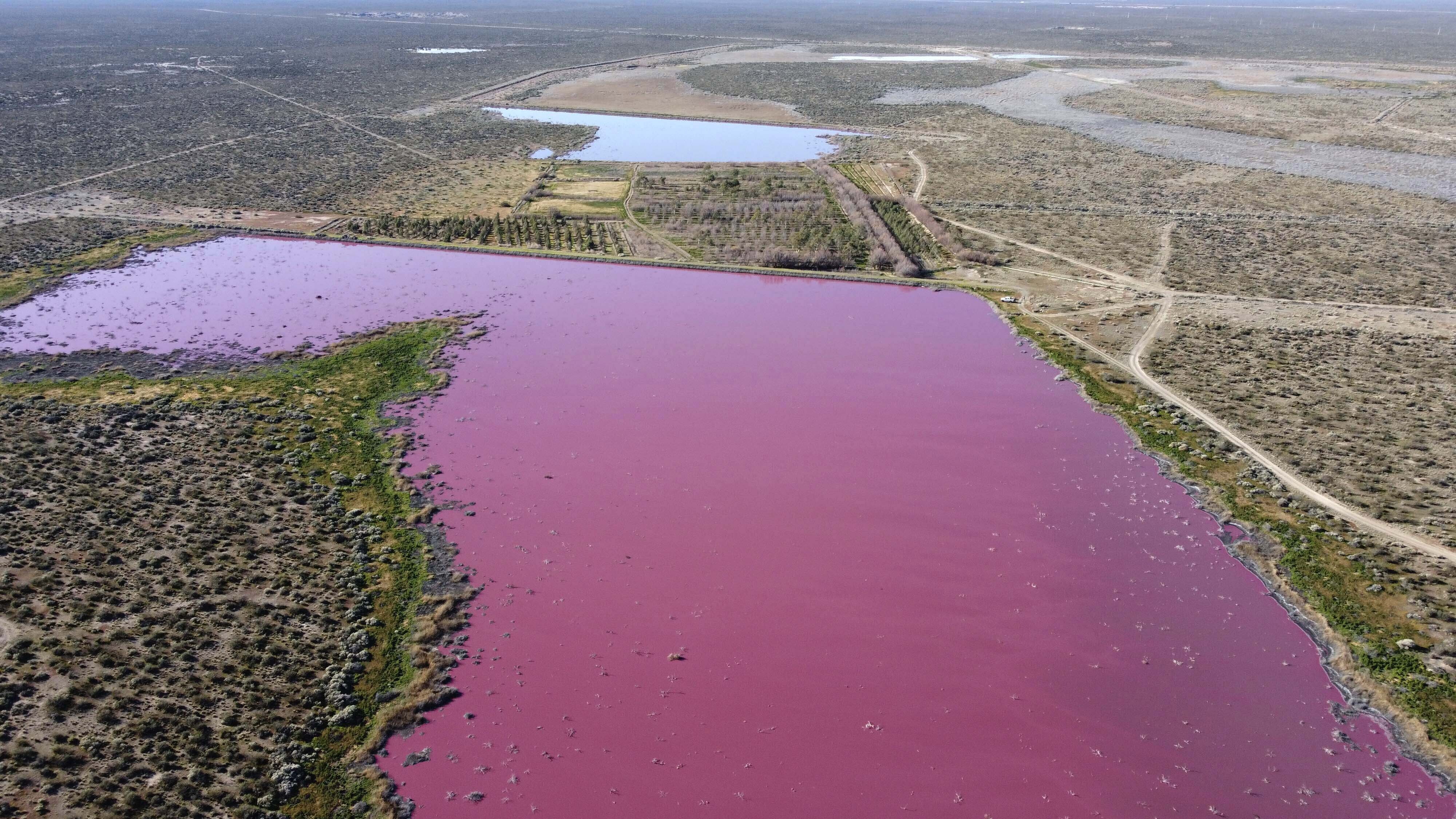 Luftaufnahme von einem pink gefärbtem See inmitten einer trockenen Landschaft