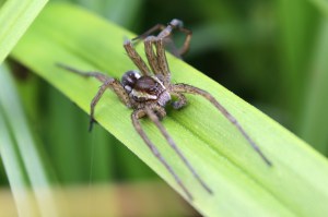 freakish-rat-sized-spiders-are-breeding-faster-than-ever-in-the-uk