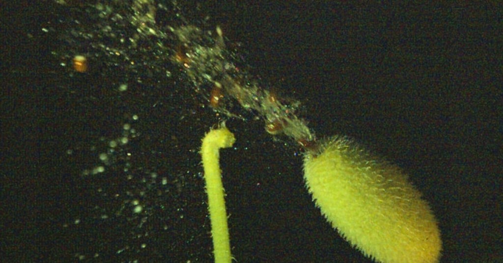 the-squirting-cucumber-can-launch-its-seeds-40-feet-and-30-mph